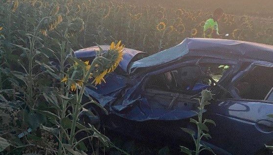 Otomobil ayçiçeği tarlasına devrildi: Yaralılar var