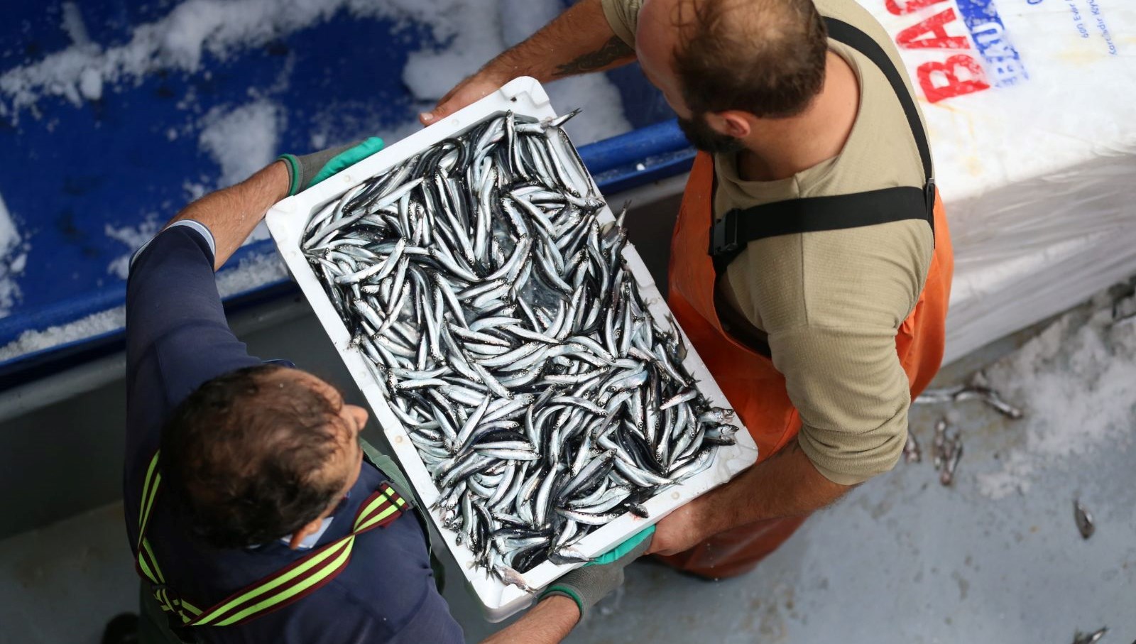 trabzonda hamsi bollugu mmsy3mgI