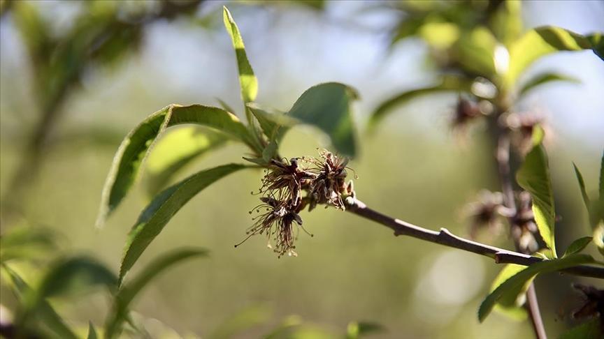 zirai dondan etkilenen ureticilere yeni destek odemesi Vb1kP78R.jpg