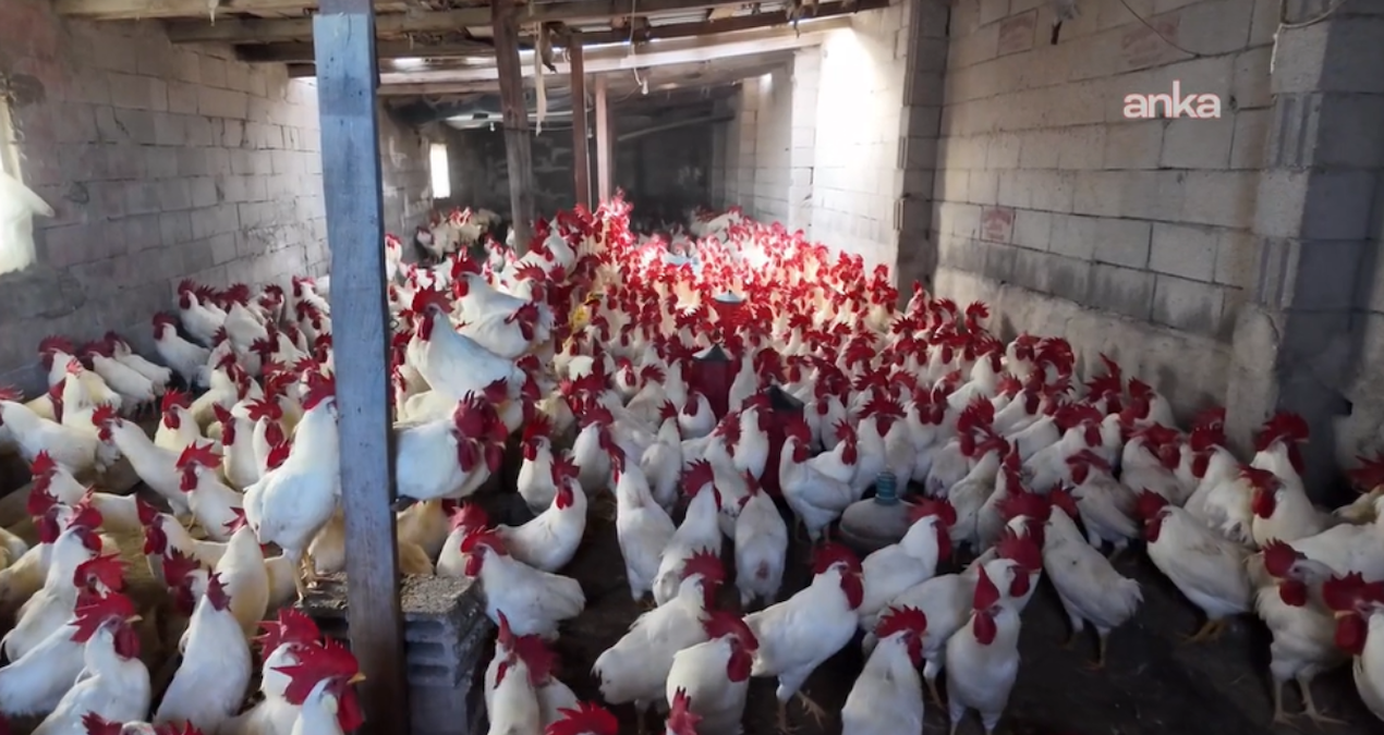 Emekli öğretmen hobi olarak başladı, gelir kapısına çevirdi